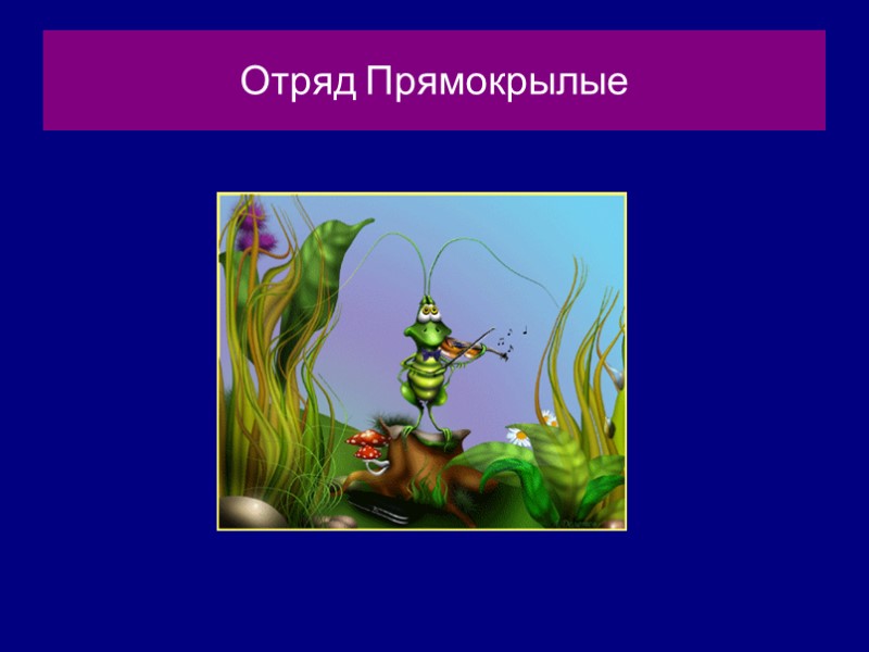 Отряд Прямокрылые